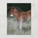 Suche nach fohlen postkarten Foal
