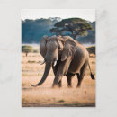 Suche nach safari elefant postkarten Wild