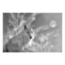 Suche nach weißer wolf poster Grauwolf