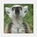 Suche nach lemur magnet magnete Lustig
