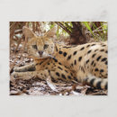 Suche nach serval poster Servieren