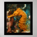 Suche nach seahorse poster Seepferd
