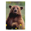 Suche nach kalifornien bär poster Tier