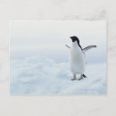 Suche nach die pinguine von der antarktis postkarten Tiere