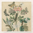 Suche nach raupe untersetzer Schmetterlinge