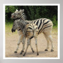 Suche nach african animals poster Zebra