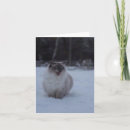 Suche nach ragdoll cat karten Lustig