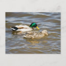 Suche nach paar postkarten Vogelvogel