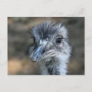 Suche nach schnabel postkarten Vogel