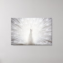 Suche nach weißer pfau leinwandbilder Vogel