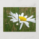 Suche nach pen postkarten Blume