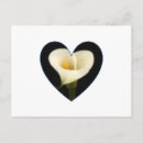 Suche nach calla postkarten Lilie