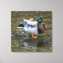 Suche nach ente leinwandbilder Natur