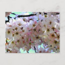 Suche nach japanischer baum karten Sakura