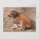 Suche nach büffel postkarten Niedlich