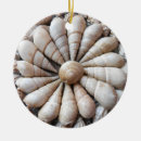 Suche nach seashell ornamente Natur