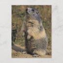 Suche nach murmeltiere postkarten Natur
