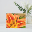 Suche nach lilium postkarten Orange