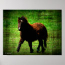 Suche nach filly poster Pferd