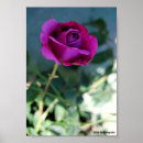 Suche nach lila rose poster Floral