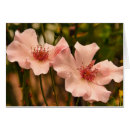 Suche nach rosenkarten Rosa rosa