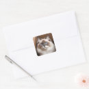 Suche nach ragdoll katzen aufkleber Kitty