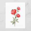 Suche nach kleine blumen postkarten Rose
