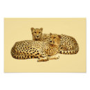 Suche nach großkatzen poster Gepard