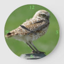 Suche nach raubvogel wanduhren Raubvögel