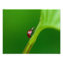 Suche nach ladybug poster Tierfotografie