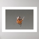 Suche nach spinne poster Makro