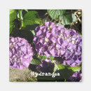 Suche nach hydrangea magnete Natur