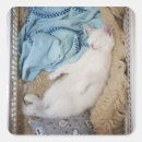 Suche nach weiße katze aufkleber Spaß