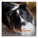 Suche nach sheltie poster Collie