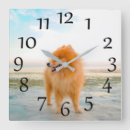 Suche nach hunde spitz kunst Haustier