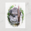 Suche nach koalabären postkarten Australisch