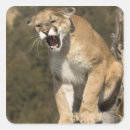 Suche nach puma aufkleber Große katze