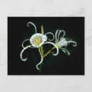 Suche nach peruanisch postkarten Blume