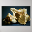 Suche nach seashells poster Conch