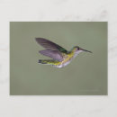 Suche nach vögel auf der ganzen welt poster Wildnis
