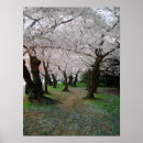 Suche nach cherry blossom poster Blätter