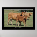 Suche nach braune kuh poster Kühe