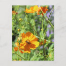 Suche nach marigold postkarten Pflanze