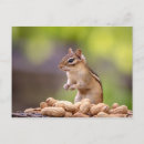 Suche nach der chipmunk postkarten Natur