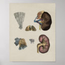 Suche nach drüse poster Nebenniere