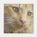 Suche nach orange katzen magnete Augen