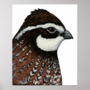 Suche nach wachtel poster Jagd