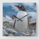 Suche nach antarktischer pinguin poster Antarktische halbinsel