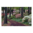 Suche nach callaway gärten poster Blume