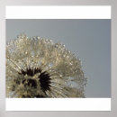 Suche nach löwenzahn poster Blume